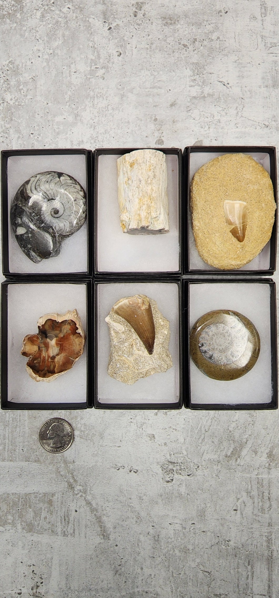 Medium Fossils